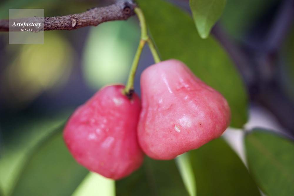 フトモモ科レンブ