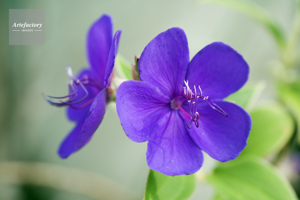 ノボタン科 シコノボタン