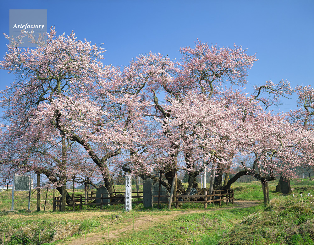 石部桜 会津五桜 樹齢約600年 エドヒガン 市指定天然記念物 石部桜 会津五桜 樹齢約600年 エドヒガン 市指定天然記念物