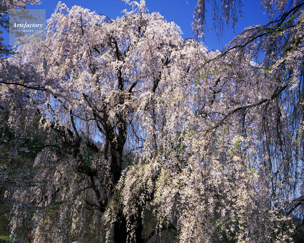 水中のしだれ桜 樹齢推定250年 シダレザクラ 水中のしだれ桜 樹齢推定250年 シダレザクラ