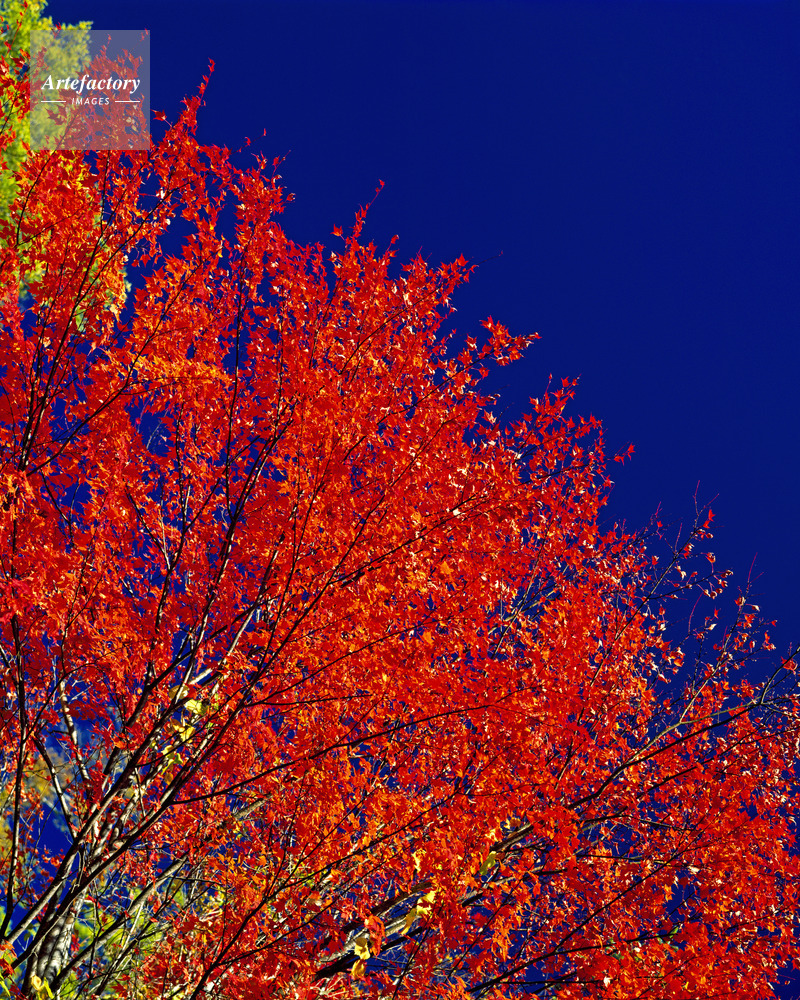 紅葉 南アルプス白鳳渓谷