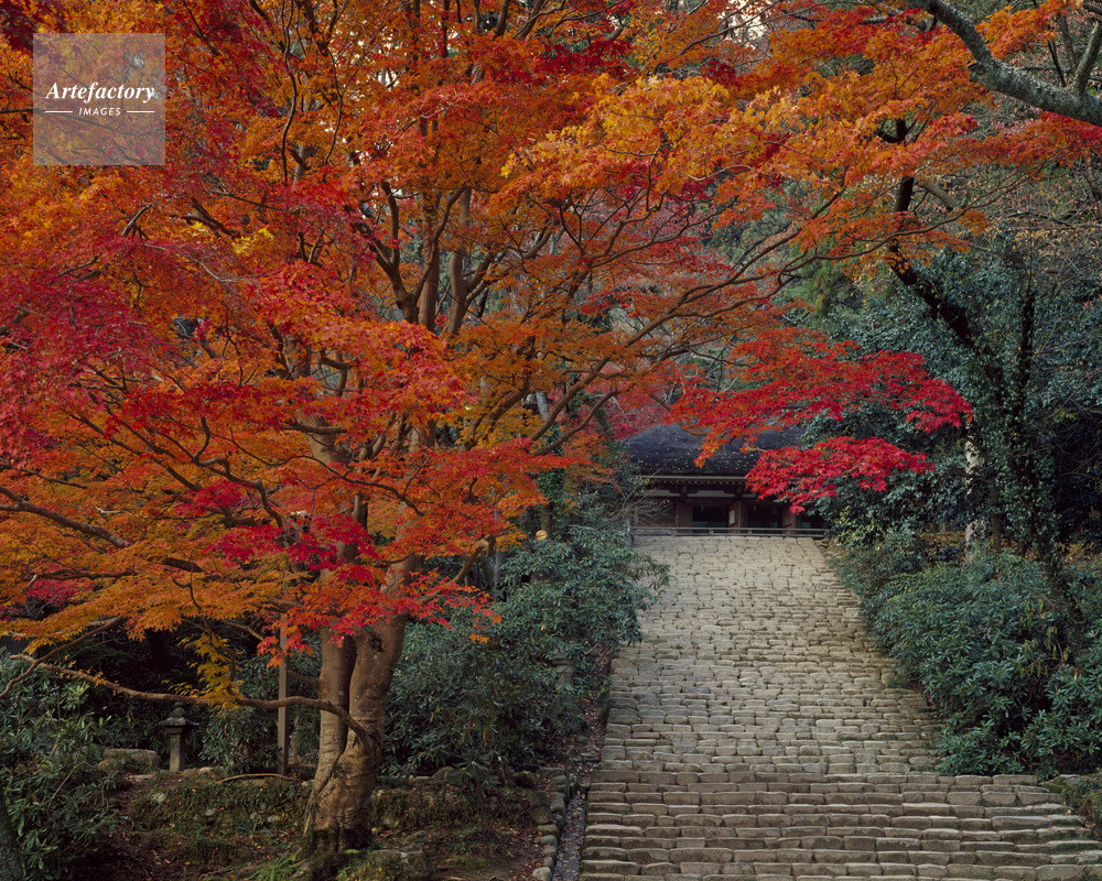 紅葉の鎧坂から見上げる室生寺金堂