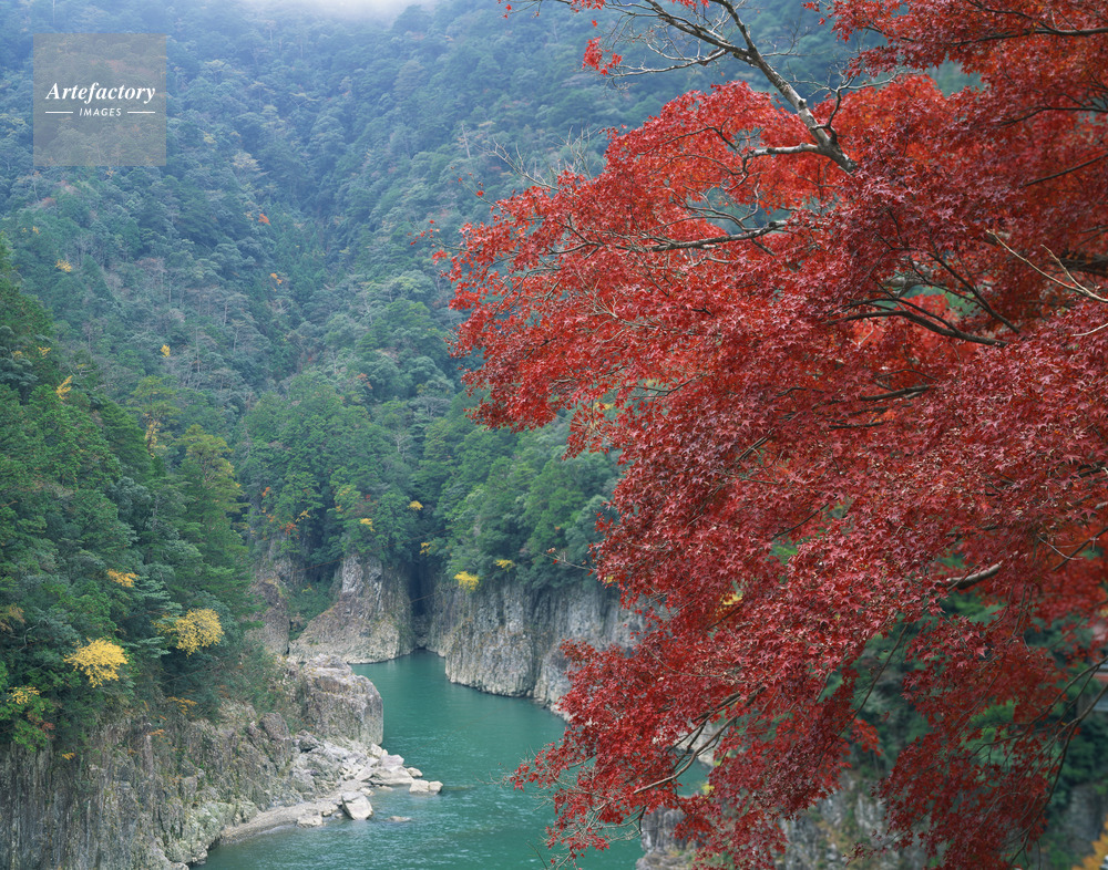 楓紅葉の瀞八丁 国指定天然記念物