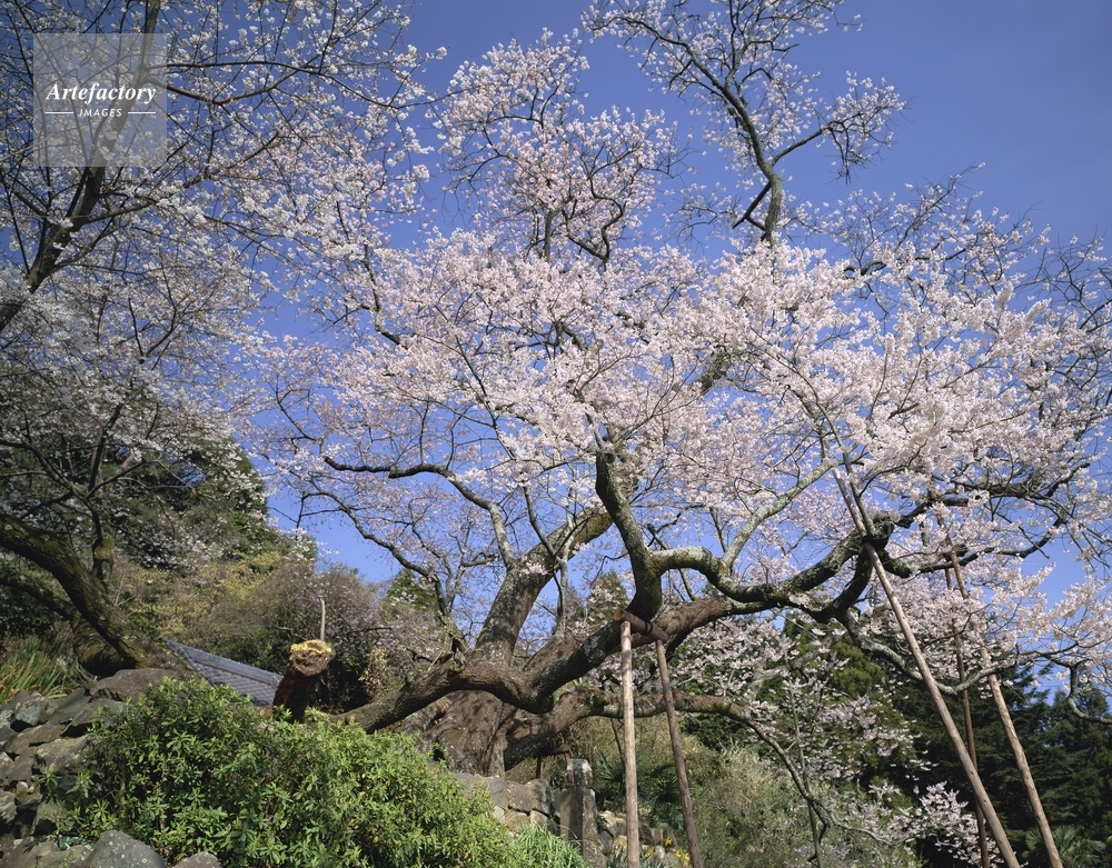 東山代の明星桜 樹齢約900年 ヤマザクラ 県指定天然記念物