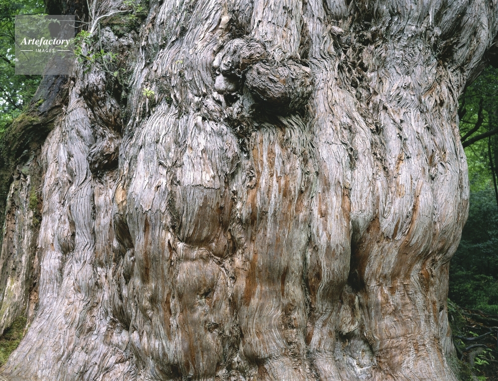 美品　希少　世界遺産　屋久杉　座卓　セパレートタイプ　樹齢1,000年以上 御神木 屋久杉 天然無垢材座卓『千神』 | 東京書芸館公式通販ウェブ