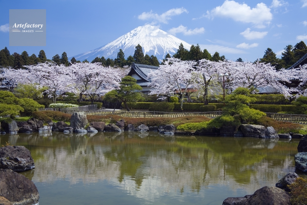 桜咲く大石寺から富士山