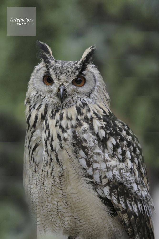 アメリカワシミミズク 生態 – アメリカワシミミズクの寿命 – EOHB