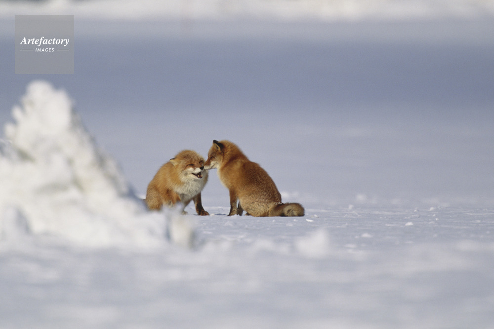 キタキツネのカップル