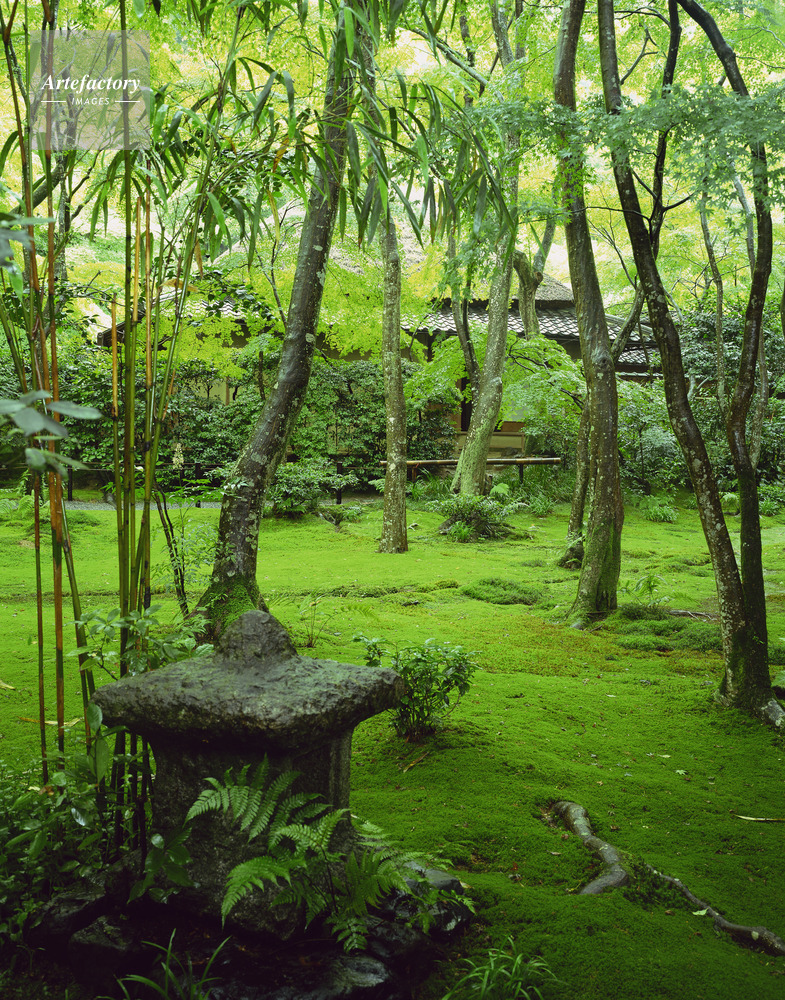 祇王寺 新緑の庭