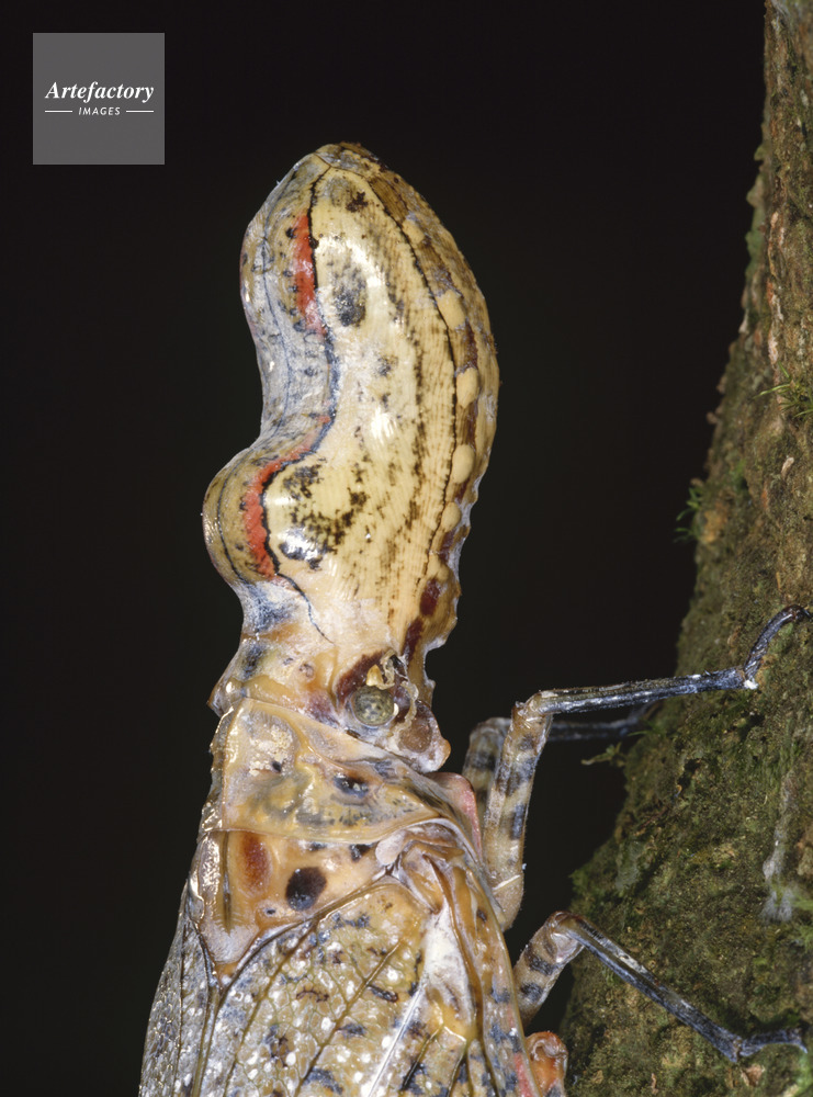 ユカタンビワハゴロモ