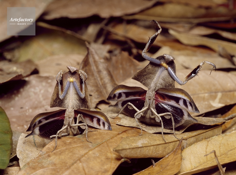 マルムネカレハカマキリ