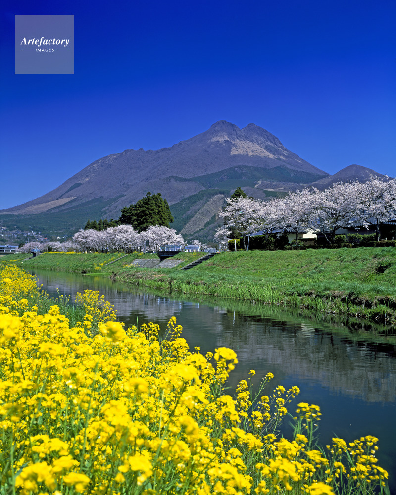 菜の花咲く大分川と由布岳