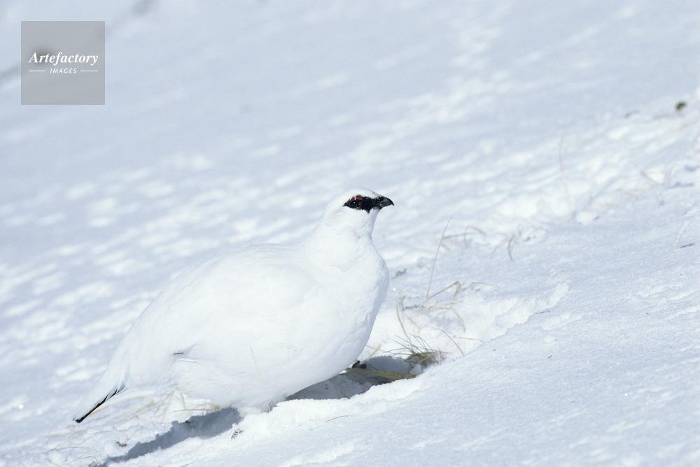 冬毛の雷鳥