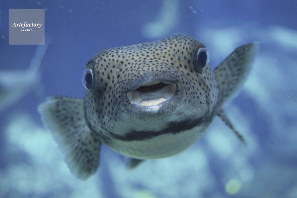 フグとフグの顔アップ