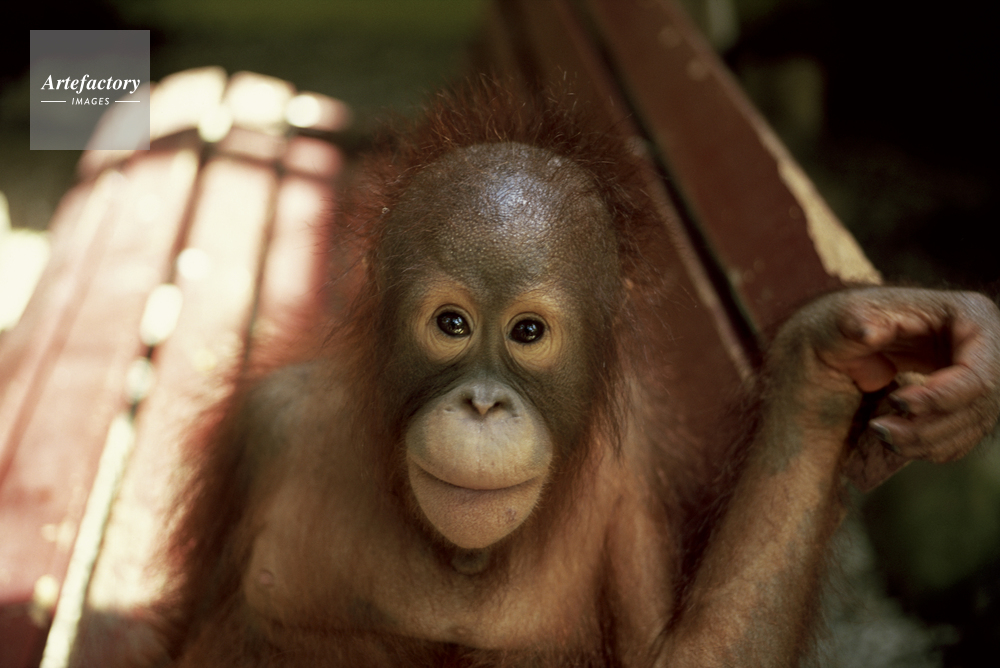 オランウータンの赤ちゃん