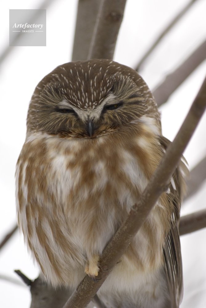 アメリカキンメフクロウ (Northern Saw-Whet Owl)