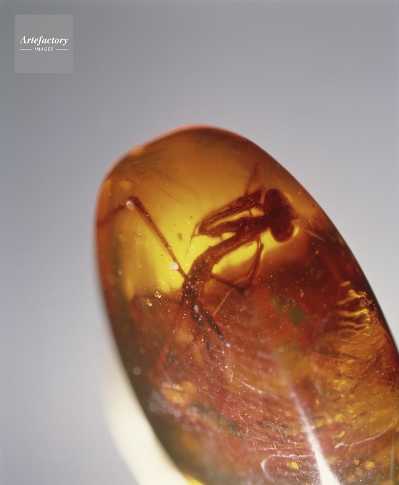 カマキリの化石・約3000万年前