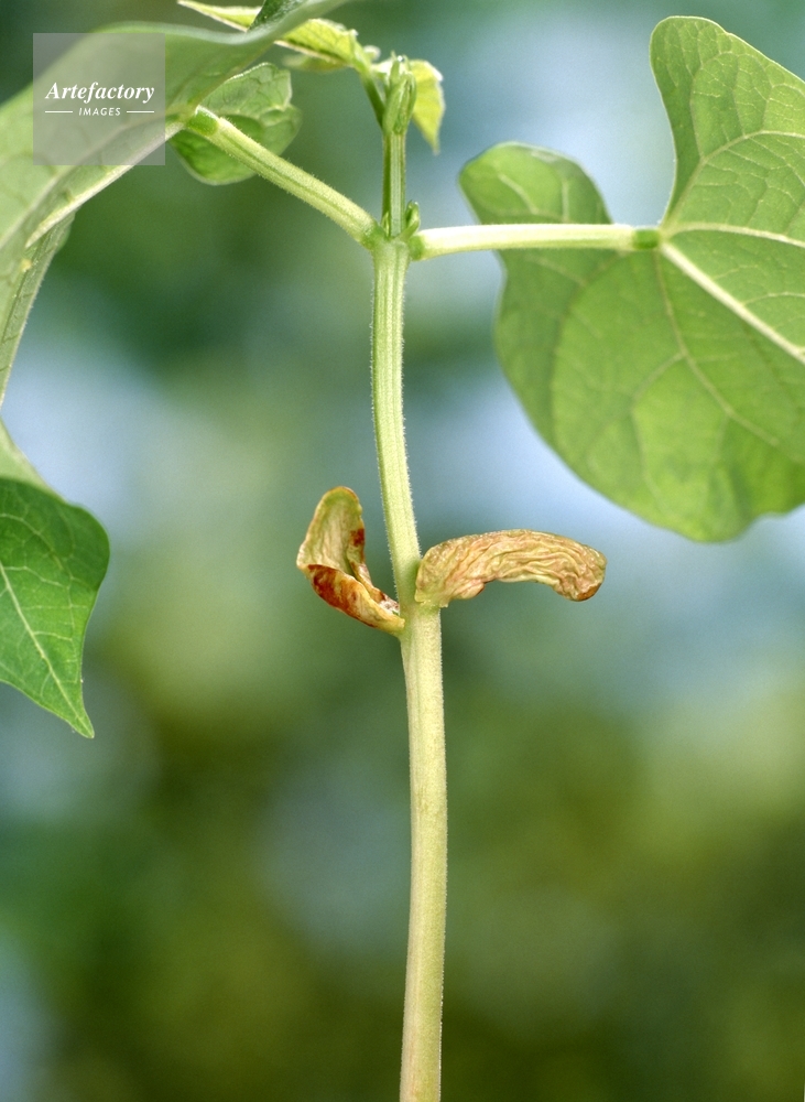 インゲン 枯れる子葉