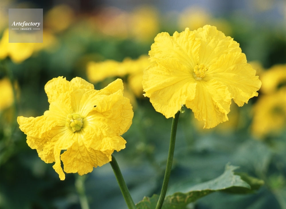 ヘチマ 雄花と雌花