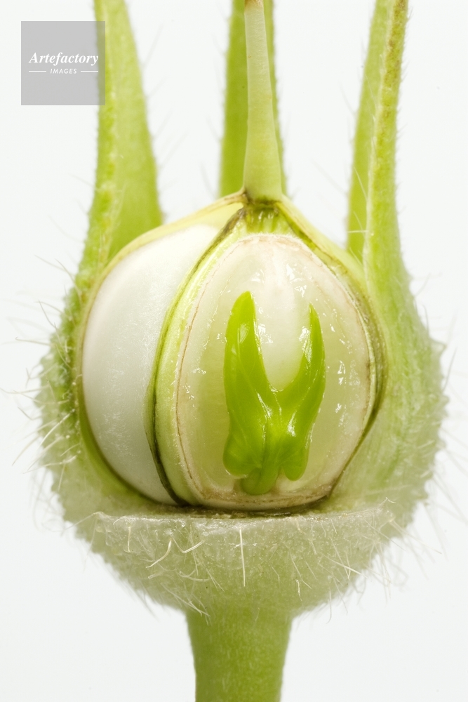 あさがおのたね朝顔の種 アサガオの観察日記～種の観察のポイント。よい種の見分けかたは