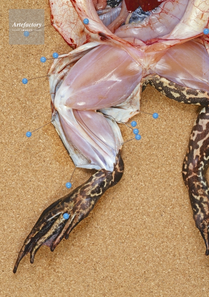 ウシガエルの解剖 筋肉