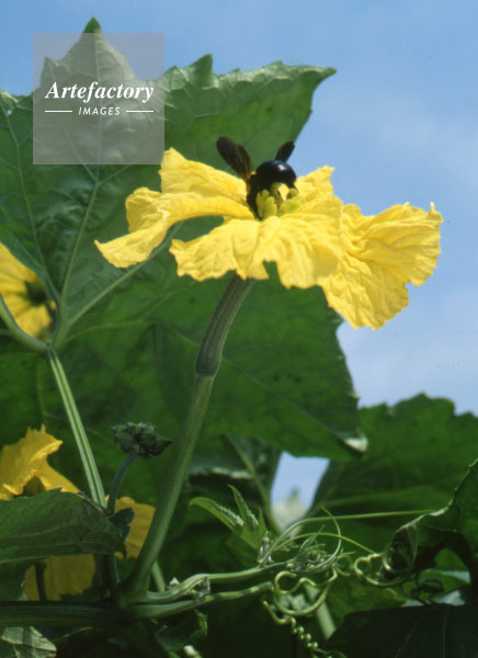 ヘチマ 雌花とクマバチ