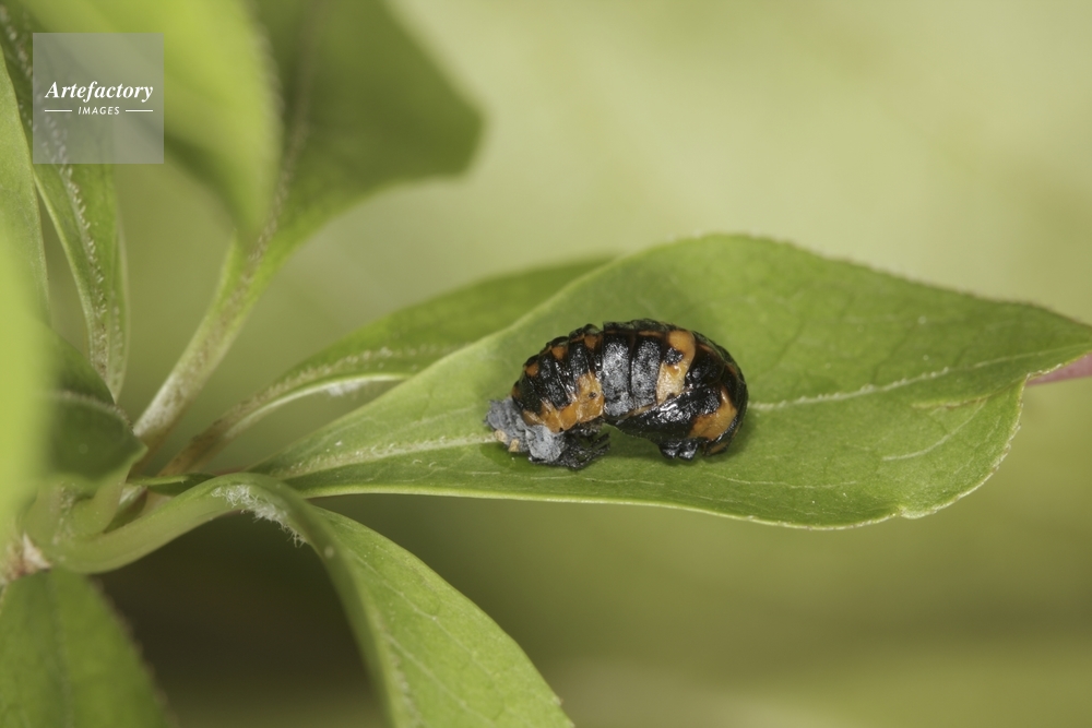 ナナホシテントウさなぎ