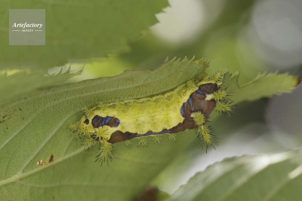 イラガ終令幼虫 サクラの葉を食べる