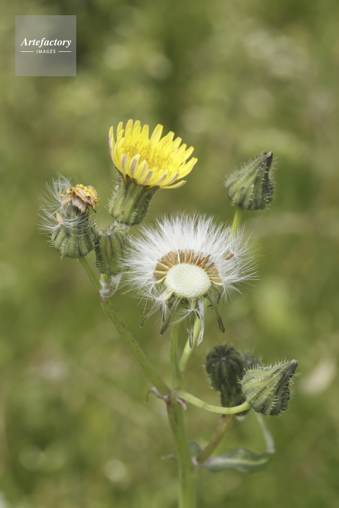 ノゲシ 綿毛と花