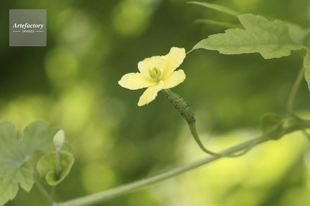ツルレイシ雌花