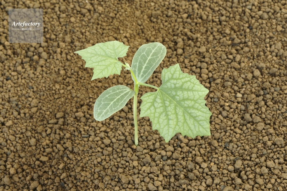 ヘチマ 子葉と本葉