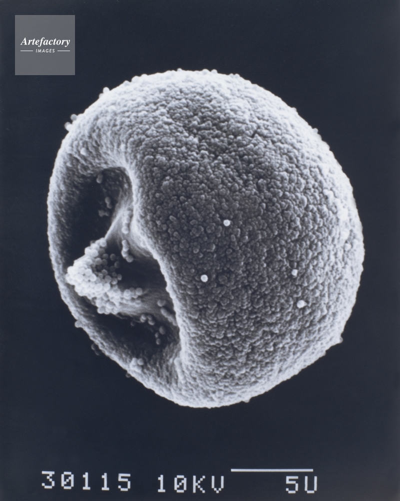 スギ花粉 新潟県角田山採集