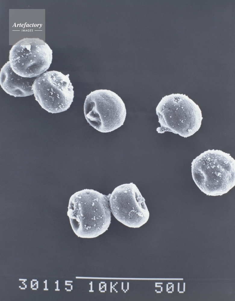 スギ花粉 新潟県角田山採集