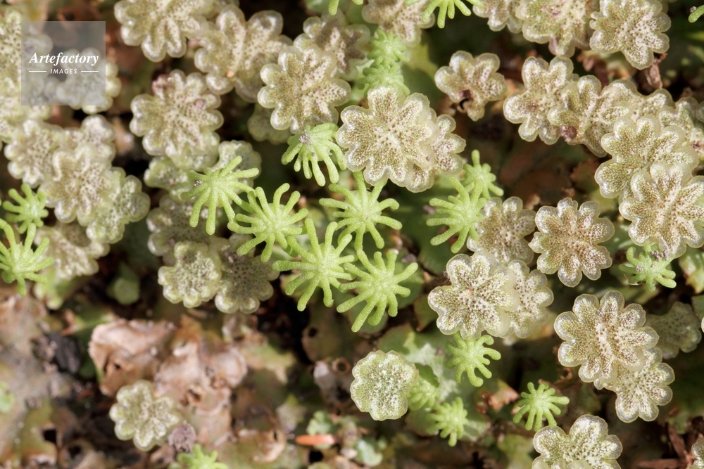 ゼニゴケ 雄花 雌花