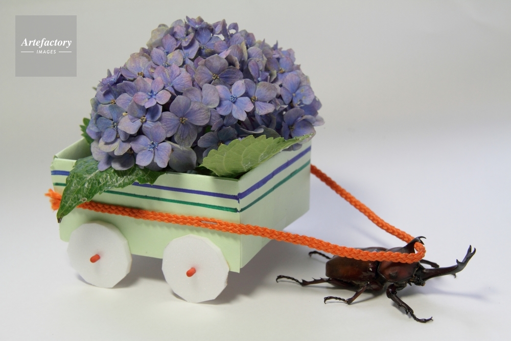 車を引くカブトムシ