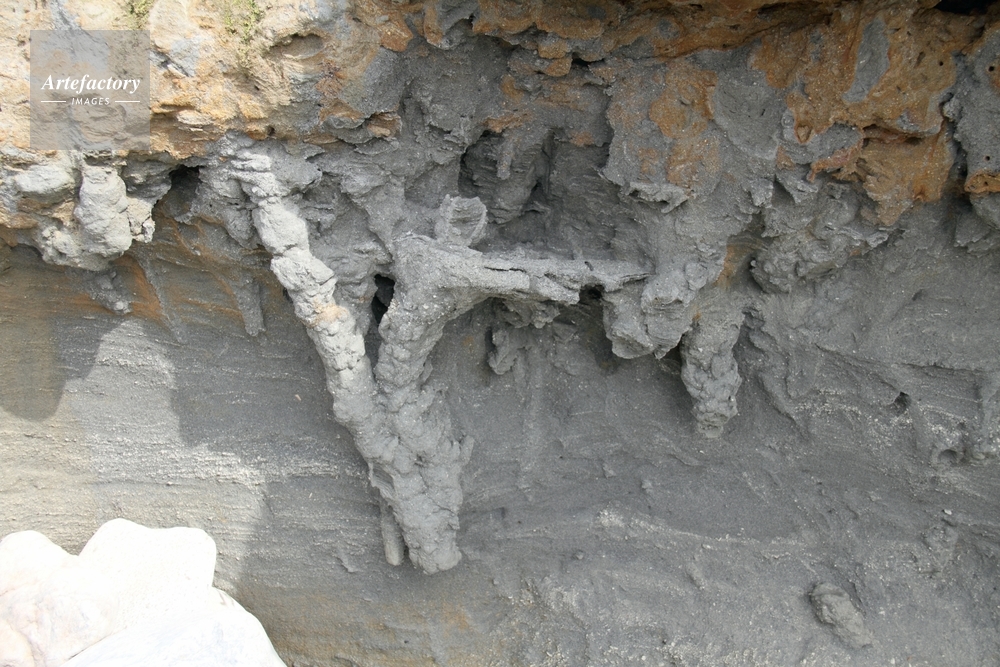 甲殻類、巣穴の生痕化石