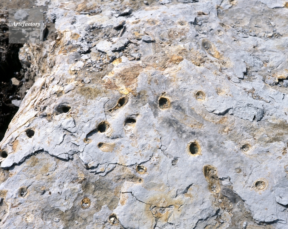 カニ・アナジャコの生痕化石