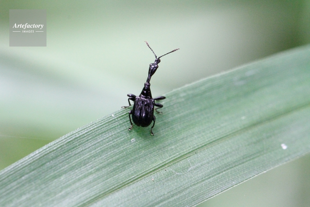 ヒメクロオトシブミ