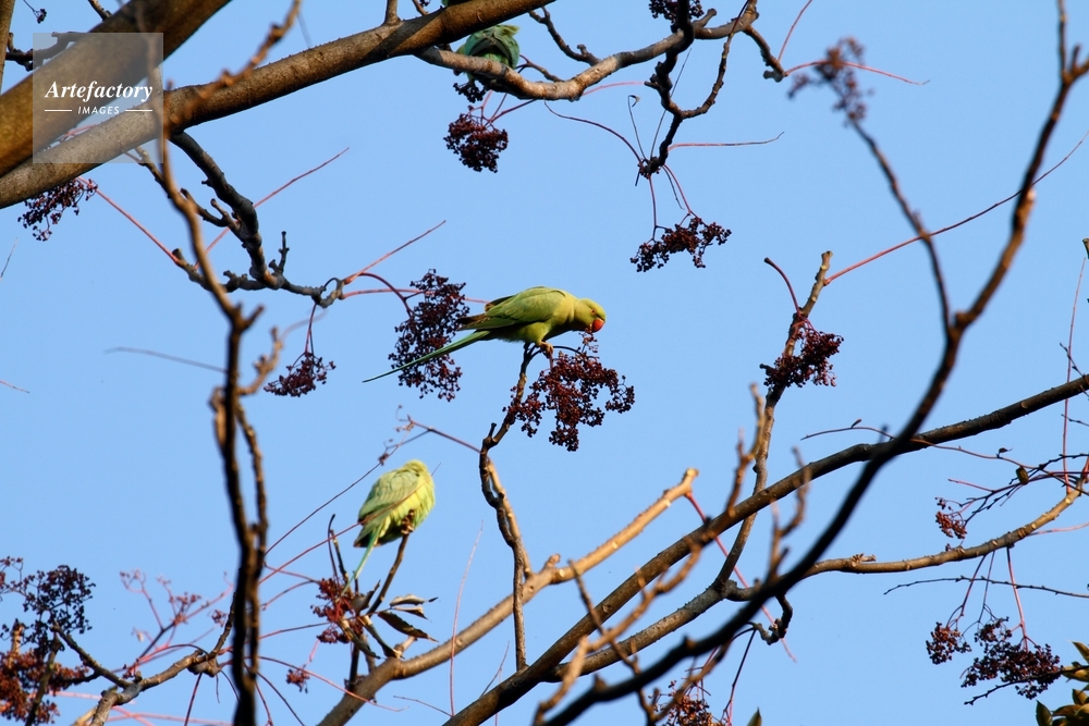 カラスザンショの実を食べるワカケホンセイインコ