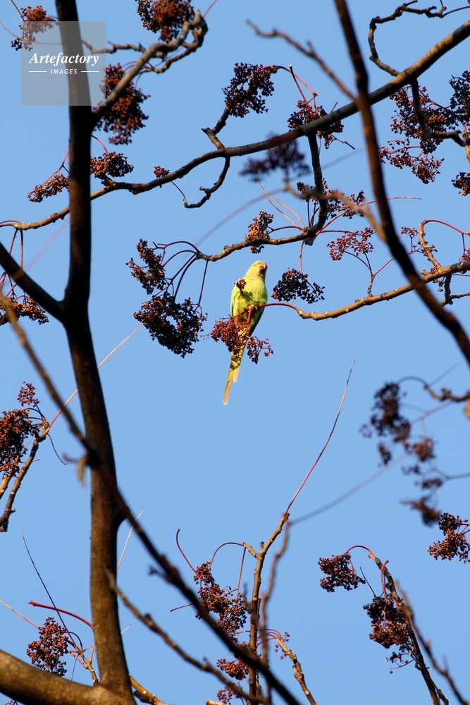 カラスザンショの実を食べるワカケホンセイインコ