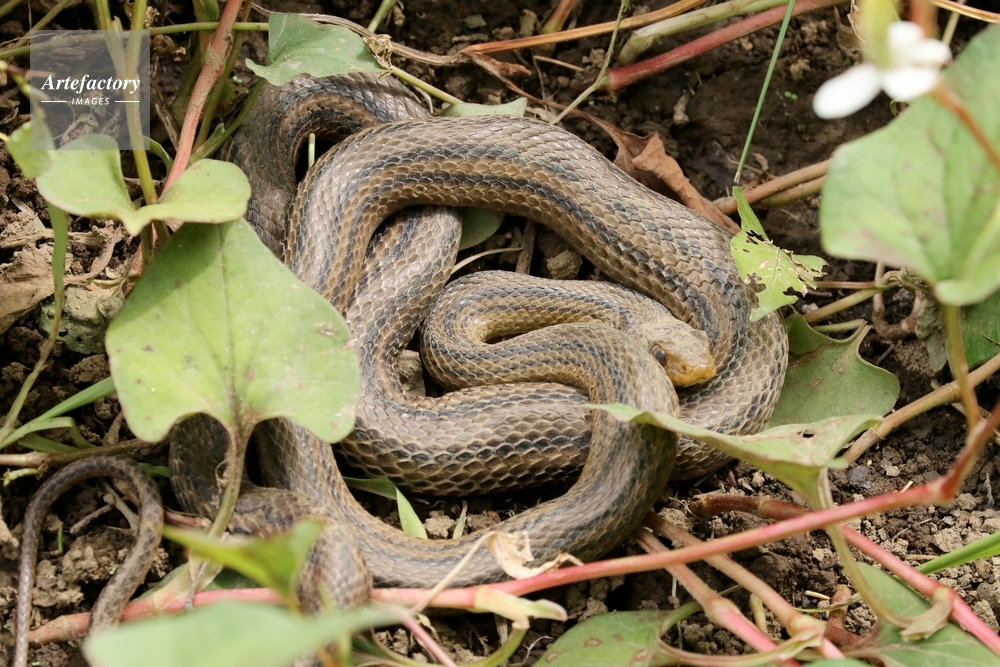 シマヘビ