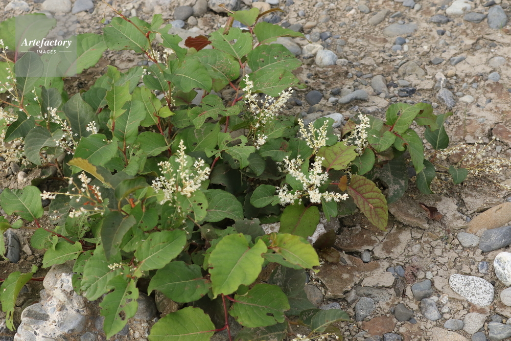 先駆植物 イタドリ