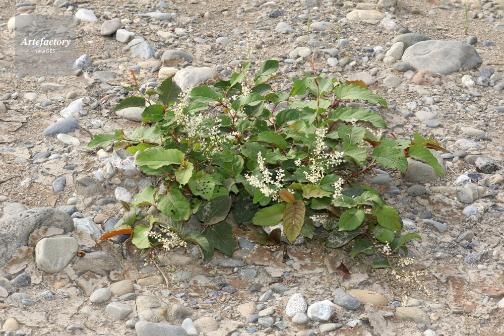 先駆植物 イタドリ