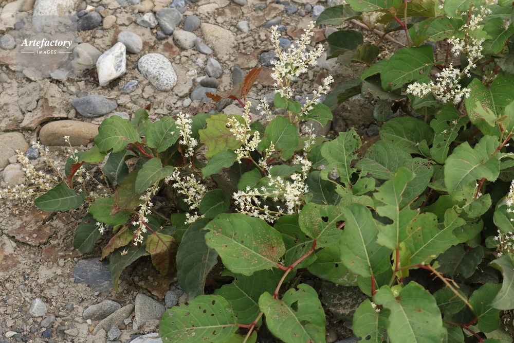 先駆植物 イタドリ