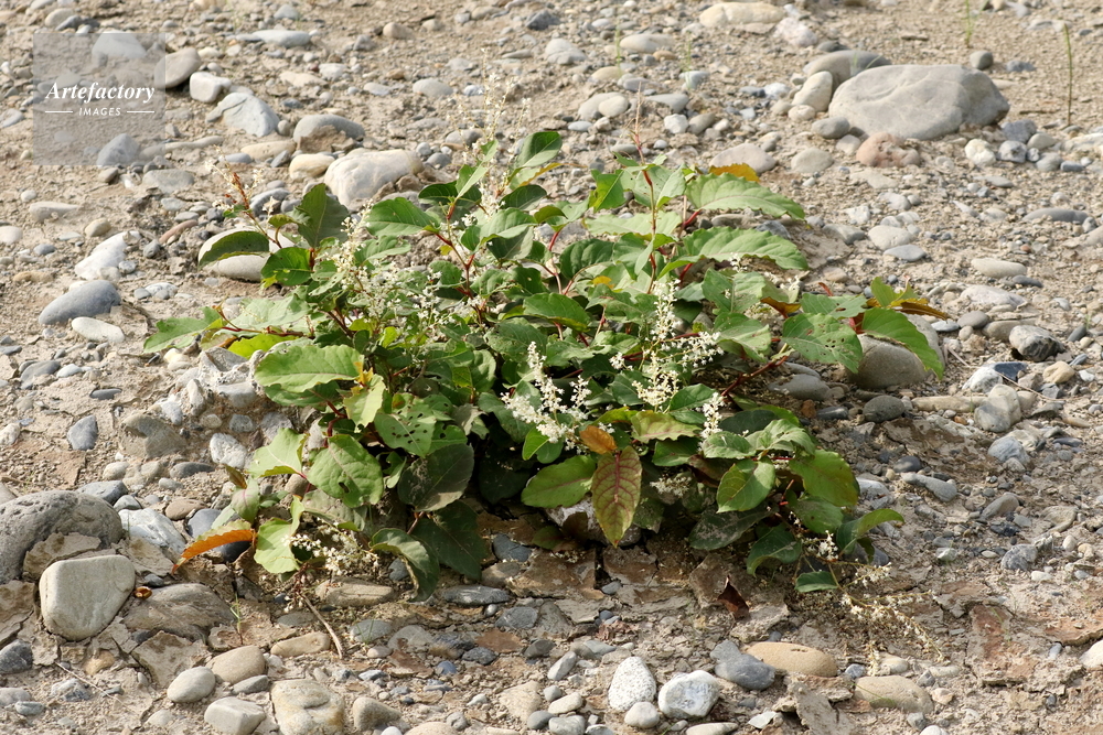 先駆植物 イタドリ