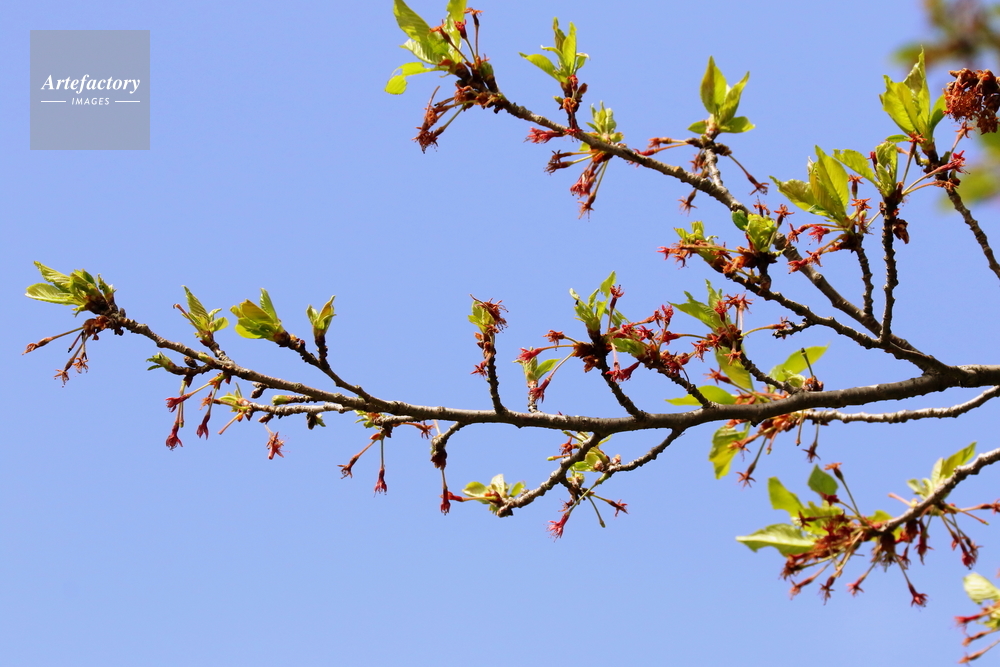 桜の 枝植える, 桜 切り枝 挿し木 | 桜の増やし方 – BARN