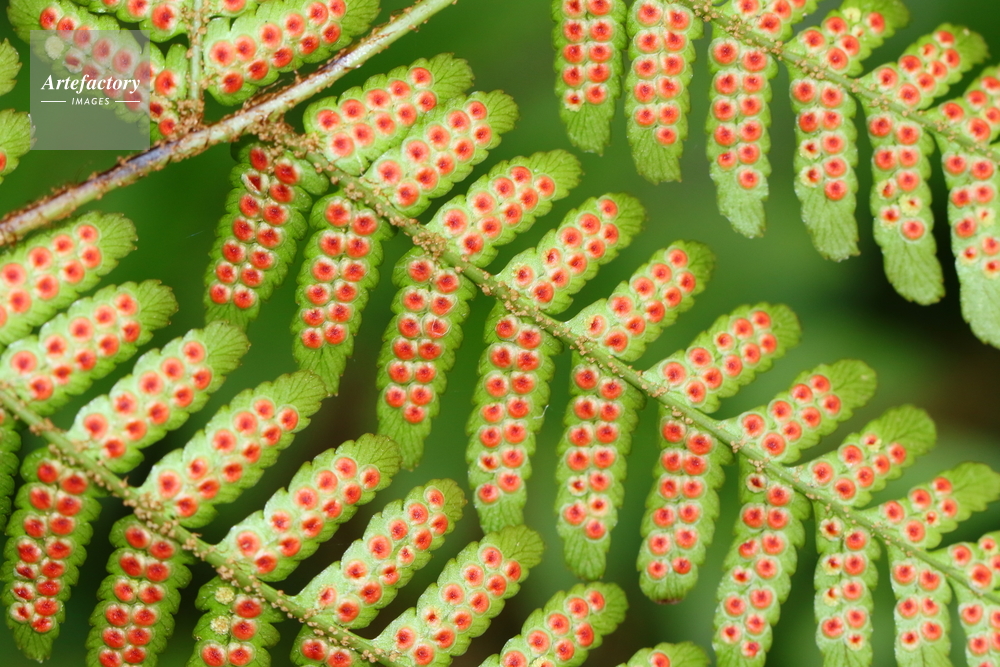 ベニシダの胞子嚢 ベニシダの胞子嚢