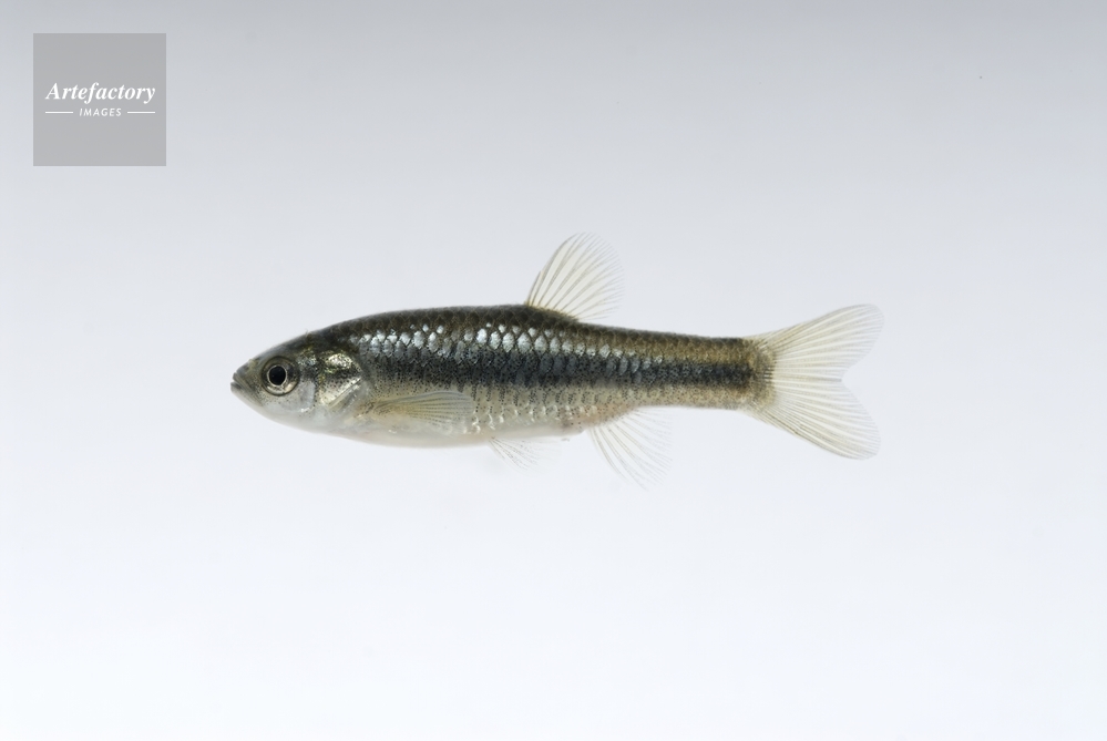 ヒナモロコ(オス)