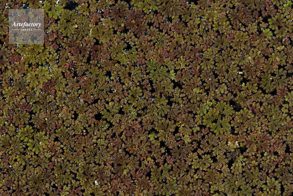 オオアカウキクサ