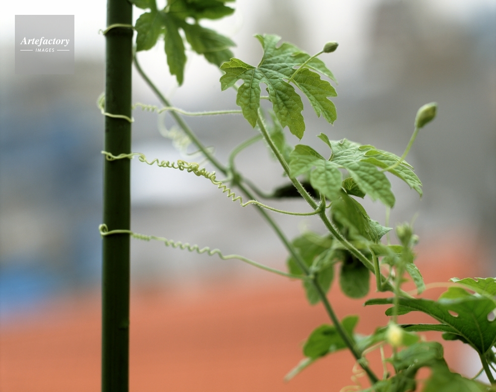 ツルレイシ 巻きひげ